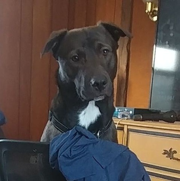 Meet your Posher, Starr - Picture 1 of 1